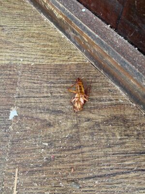 image0_5.jpeg